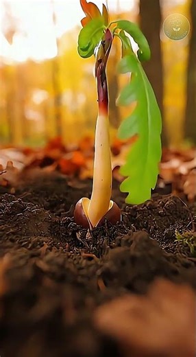 From Acorn to Oak Tree: A Majestic Growth Time-Lapse 🌳#oaktree #acorn #NatureIsMighty #growth