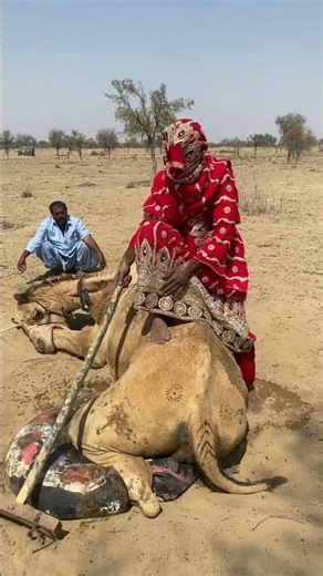 A hot tube between the camel's legs in the cold weather