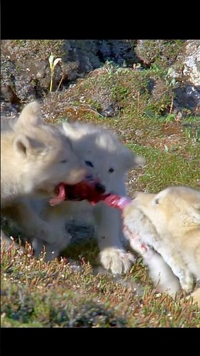 After a full meal, it's hard to imagine failing to hunt with camouflage#wildlife #shorts #animals