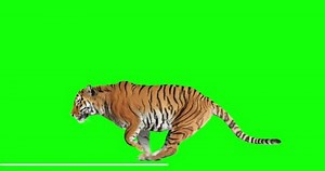 Tiger Runs Jumping Animal Isolated Your Stock Footage Video (100% Royalty-free) 1015420192 | Shutterstock