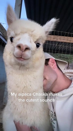 Meet my alpaca Chaska #alpaca #cute #fyp #funny #smile #paka | alpaca