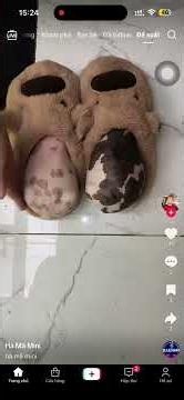 Tải video tiktok không dính logo. Hoàn toàn miễn phí #fly #foryou #tiktok #tiktokvideo