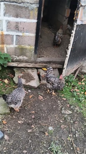 Chickens are much smarter than you think 🧠🐔