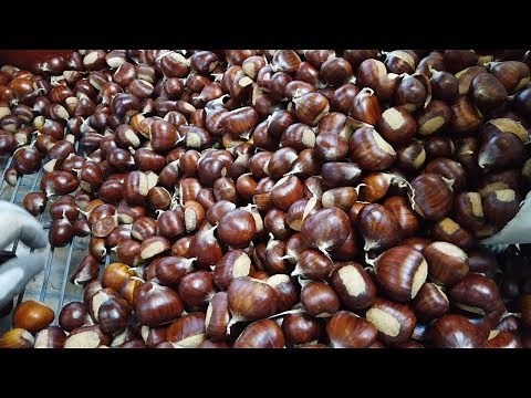Correia Chestnut Farm Harvest Tour