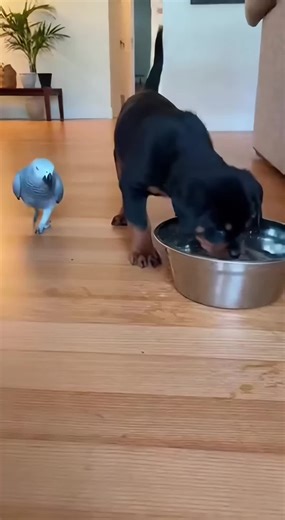Funny Puppy Shower Moments That Will Make You Smile