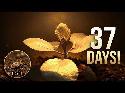 Watch Plants Transform Before Your Eyes