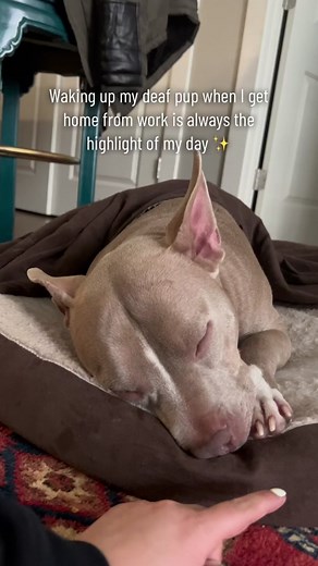 Adorable Deaf Frenchie Pitbull Puppy - Heartwarming Moments!
