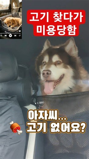 강펫뉴스 “48kg 말라뮤트 베비의 미용 왕복길 ☔✂️”“비 오는 날 시작된 말라뮤트 미용 왕복 이동”