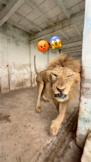 Hungry lion 😡😱 #wildliferescue #animals #largecats #tigerspotted #lionnation #lion #wildlife 😱