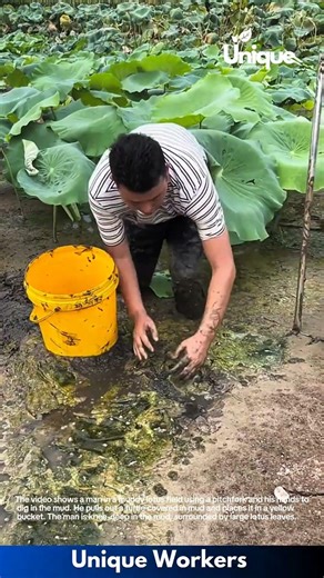 Turtle Discovery: Man Pulls Turtle from Lotus Field