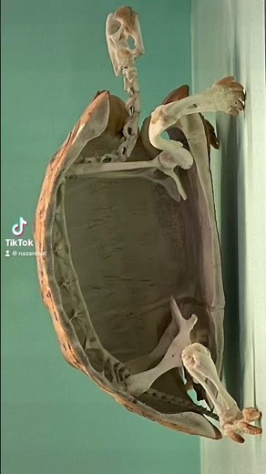 Do you know what the skeleton of a turtle looks like? #animals #turtle #skeleton #nature #reptiles