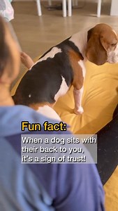 It’s their way of saying they feel safe with you. Isn’t that the sweetest? 🥹🥰 . . . #rainthebeagle #petinfluencer #fyp #beagle #beagleoftheday #beaglesofinstagram #beaglegram #beaglelove #beaglelife #beaglemania #petsofinstagram #dog #doggo #dogsofig #dailydog #doglover #dogsofinstagram #dogstagram #funnydog #dogsvideo #trendingreels #trendingnow #myworld #safespace #sweet #babygirl #cutiepatootie #feelsafe #mummysgirl #baby | Rain the Beagle