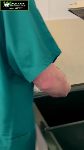 ✨ Exciting news from the West Coast Wildlife Centre! ✨ We’re thrilled to celebrate two special arrivals this 2025 kiwi hatching season. 🥚🐣 Our hatchery, one of only two kiwi hatcheries in the South Island, welcomed Cesi, the first Haast tokoeka chick of the season, at the end of October. Cesi’s journey began when the egg arrived on September 24, weighing 337.2g and estimated to be 57 days old. 💛 Not long after, we welcomed our second precious Haast tokoeka chick — Carter! Each hatch is a wond