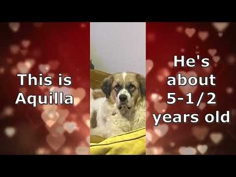 Aquilla Video Fall 2025