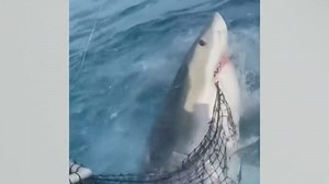 Caught on camera: Great white shark attacks of Florida Keys fisherman's chum bag