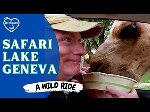 Safari Lake Geneva - a Wild ride - Drive Through Animal Feeding experience
