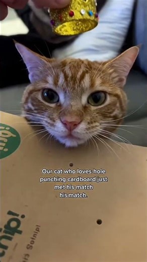 Hole Pucher Cat 🐈|| cute employee|| #cat #funnycats #cute