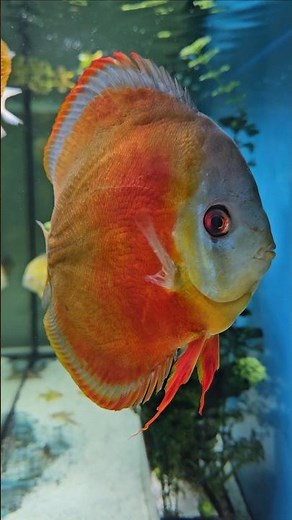 Discus fish swim bladder. How to fix.