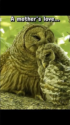 You cannot deny how much they love each other. Barred owl mom and baby.