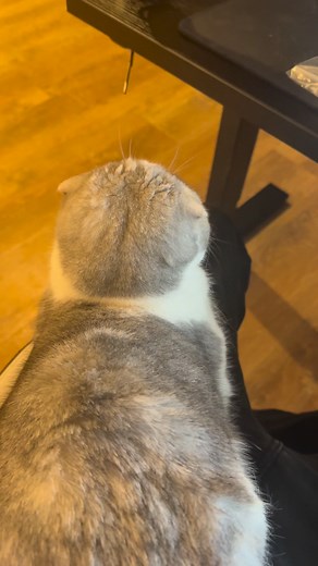 How I reclaimed my desk space back as a cat owner | dancatdad