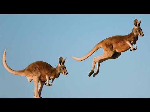 Hopping to Victory: An Evolutionary History of Kangaroos