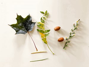 Fall Lesson Plan for Preschool at Home: Week 5