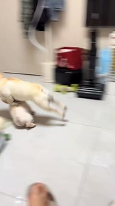 Rolling Frenchie 🤣🤣 #frenchbulldog #frenchie #dogsofınstagram #dogreels #dailyfrenchie #cutedogs #frenchielife #reels | Bully Vibe Media
