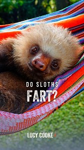 2.4K views · 72 reactions | Do sloths fart?  I once stood on the...