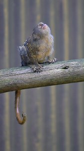 15K views · 155 reactions | What's this big, bright thing in the sky?! 樂 Our pygmy marmosets aren't used to this sunshine either! ☀️ | West Midlands Safari Park | Facebook