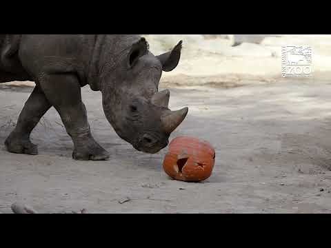 Black Rhinos Pumpkin Fun - Cincinnati Zoo