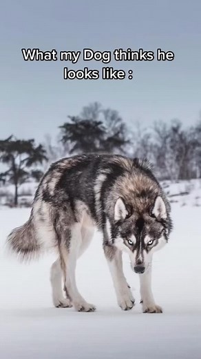 Expectation vs Reality: What My Dog Thinks She Looks Like