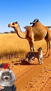 A dramatic moment in the wild shows a cheetah chasing a desperate fox across the desert. With no place to escape, the fox hides under a calm, standing camel, using its massive body as a shield. The cheetah circles aggressively, trying to reach its prey, while the camel refuses to move—creating an unexpected standoff between predator, prey, and protector. One of the most surprising and intense wildlife moments you’ll ever see. 👇 Watch how it ends! #Wildlife #AnimalEncounter #Cheetah #Fox #Camel 
