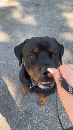 Meet Thor a Rottweiler currently available for adoption! 10/6/2025 2:22:15 PM