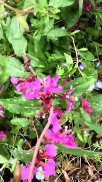 My Backyard Garden Flowers @gardeninginmyyard ​