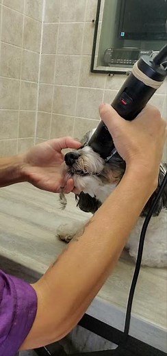 Shaving a dogs face with clippers, Cavapoo, dog grooming without restraints