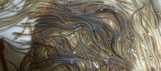 Complex Life Cycle of an Eel