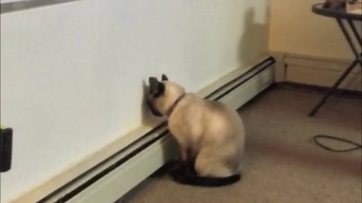 Head Pressing In Cats: A Must-Read For All Cat Owners