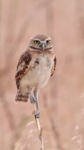 761K views · 10K reactions | #Birds #Nature #reelsvideo #Birdwatching #birdbrilliance #Birdphotography #birdlife #Birdcaptures #birding #可愛的動物 #Birdlovers #naturephotograph | LovelybirdsinChina | Facebook