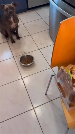 Meet Blu, a stunning almost two-year-old Boxer/Pitbull mix in Los Angeles, CA with a heart as big as her 65-pound brindle frame! 🐾 Blu wandered into a kind stranger’s life after following them home from the grocery store and she’s been a loving, loyal companion ever since. She’s playful, smart, and absolutely adores fetch, walks, and learning new tricks. Blu knows a long list of commands, loves yak cheese and her squeaky monster toy, and is always eager to be near her people. While she gets alo