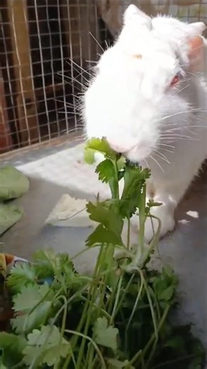 When a Bunny Finds the Perfect Winter Sun Spot 🐰🤍 #shorts #trending #rabbit #viralvideo #ytshorts