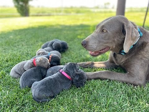 Charcoal and Silver Labrador Retriever Puppies