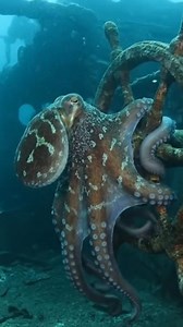 Captain octo at the helm #octopus #jaysdivingtv #explorepage #fyp #diving #reels #naturelover #underwater #octopus | Jay’s Diving Tv