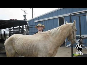 Horse & Donkey Rescue | Houston SPCA