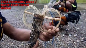 55K views · 1.1K reactions | TUTORIAL CARA MEMASANG JERAT / RACIK AYAM HUTAN MERAH | Ayam Hutan Merah - Red Junglefowl | Facebook
