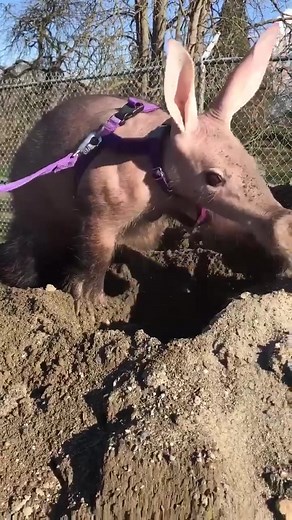 Tilli the Aardvark: Digging Holes with Aardvark Arnold
