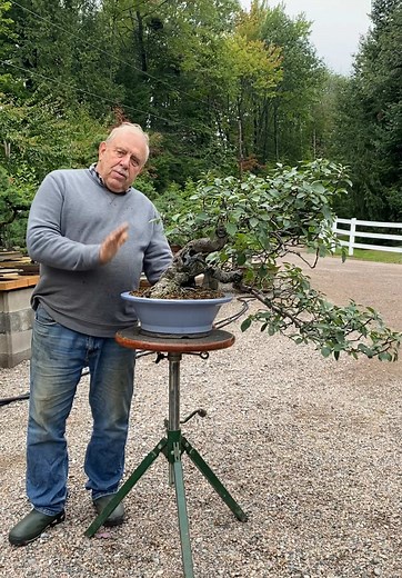Transforming Wild Apple Trees into Stunning Bonsai