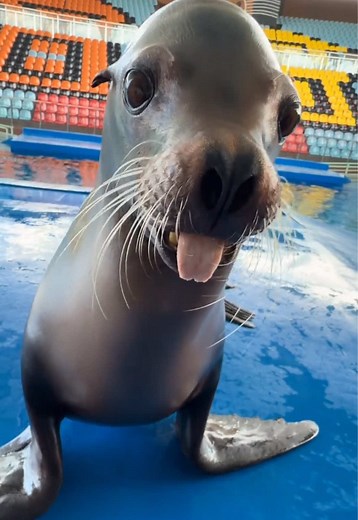Best helper ever 🥹#sealion #funnyanimals #reggie | sea lion