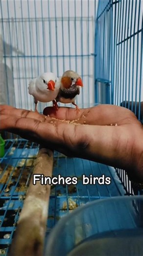 Frinches Finch birds. #birds #finch #finches #pets