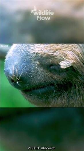 Sloth Fur #animalfacts