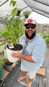 Half Priced Lowe’s Container Citrus Trees! | Texas Garden Guy